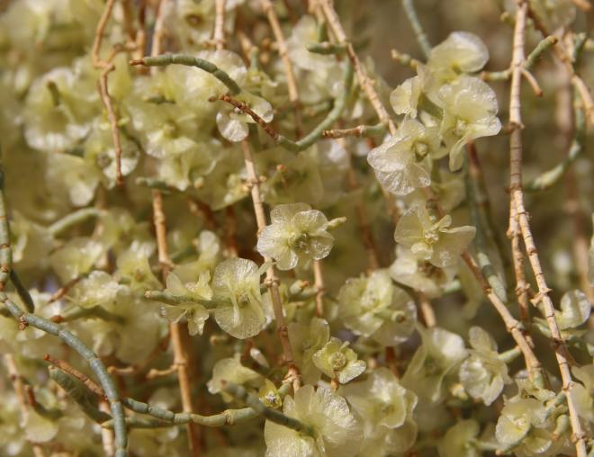 Haloxylon persicum fruits