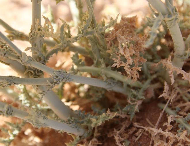 Launaea mucronata leaves