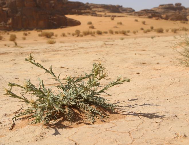 Centaurea pseudosinaica in an ephemeral flooded depression
