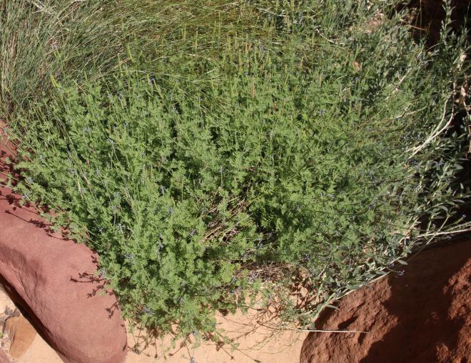 Whole plant