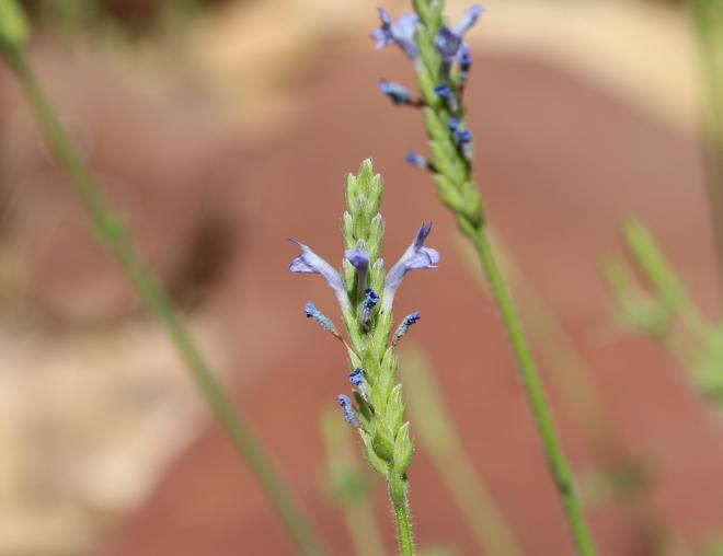 Lavandula pubescens flowers