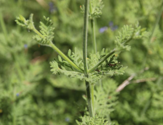 Lavandula pubescens leaves
