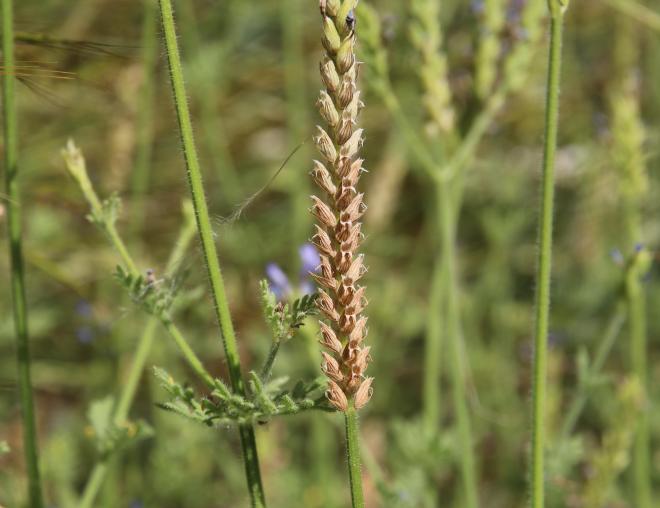 Lavandula pubescens fruits