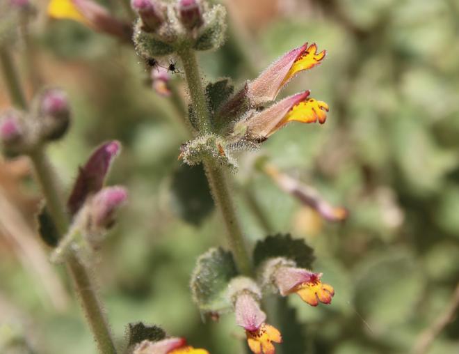 Lindenbergia indica flower