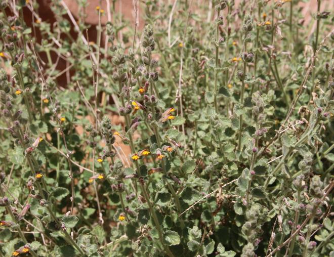 Lindenbergia indica flowers and leaves