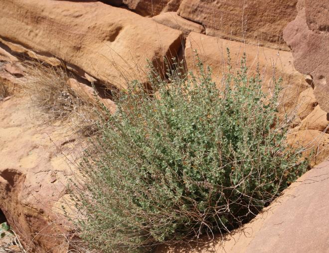 Whole plant