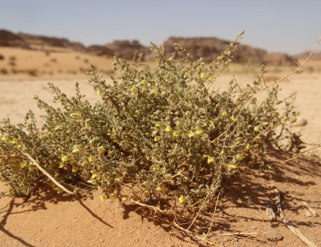Whole plant