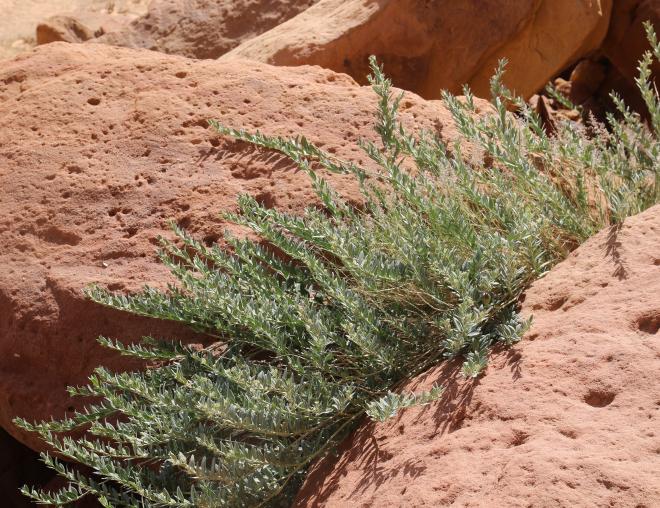 Whole plant