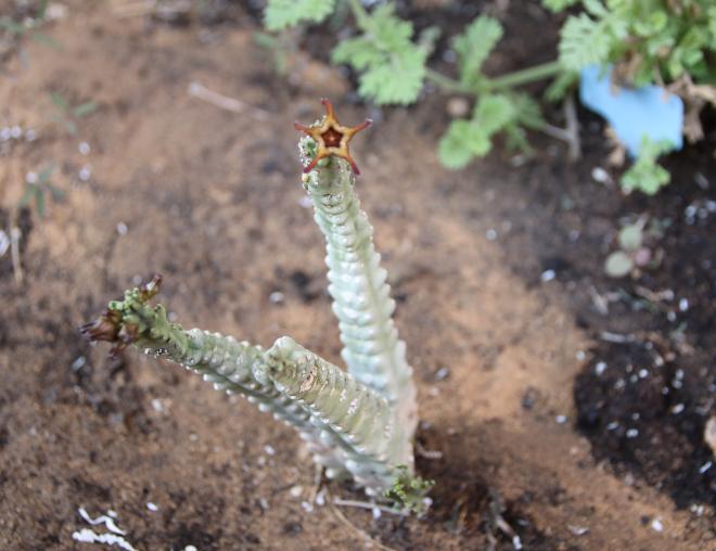 Caralluma petraea flower