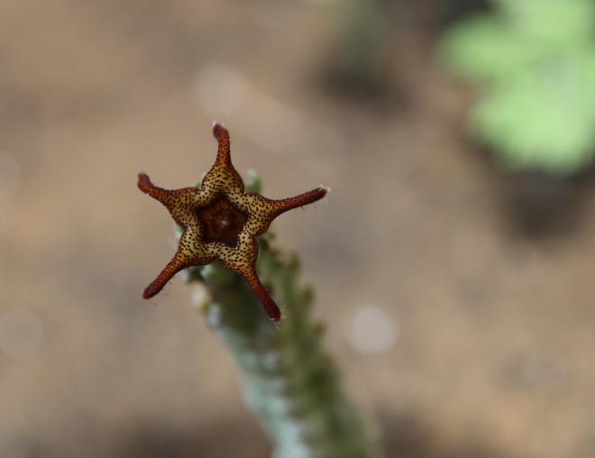 Caralluma petraea flower