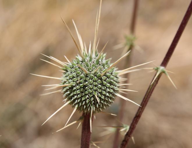 Echinops glaberrimus fruit