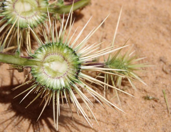 Echinops glaberrimus fruit