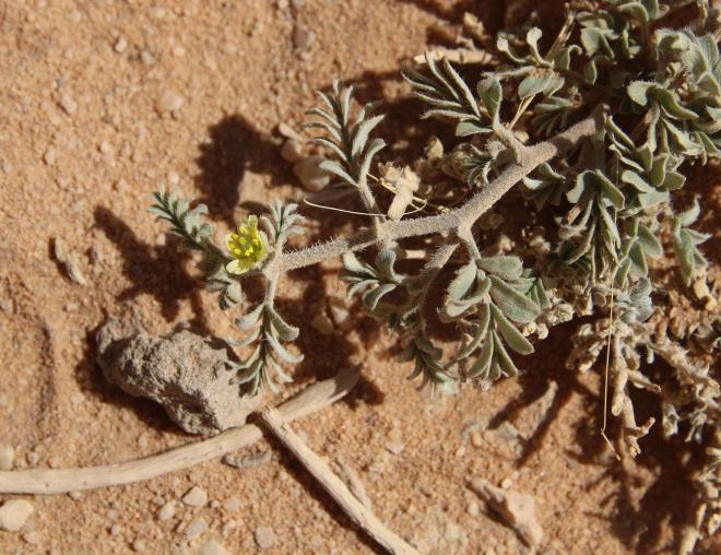 Tribulus terrestris floer