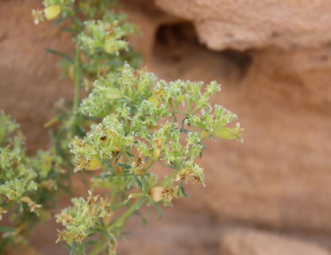 Pteranthus dichotomus fruits