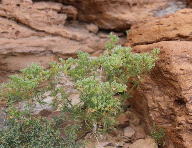 Whole plant