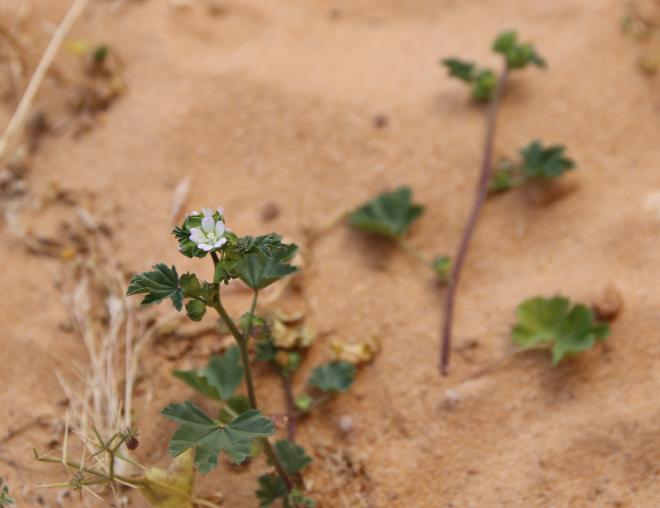 Malva parviflora flower