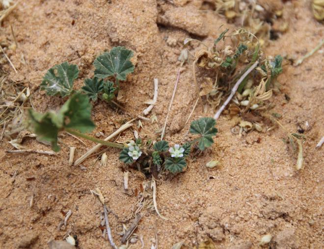 Malva parviflora flowers