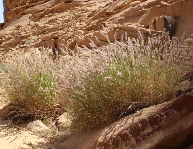 Whole plant