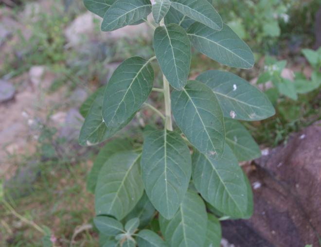 Withania somnifera leaves