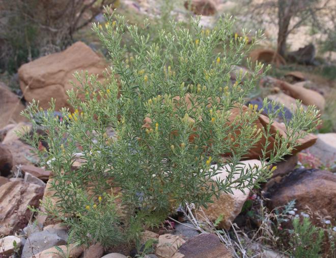 Whole plant
