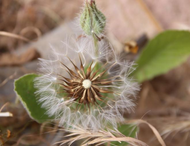 Urospermum picroides fruits