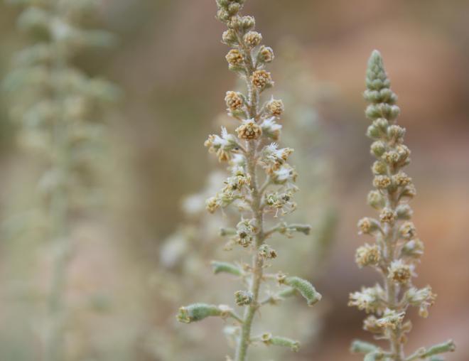 Reseda muricata flowers and fruits
