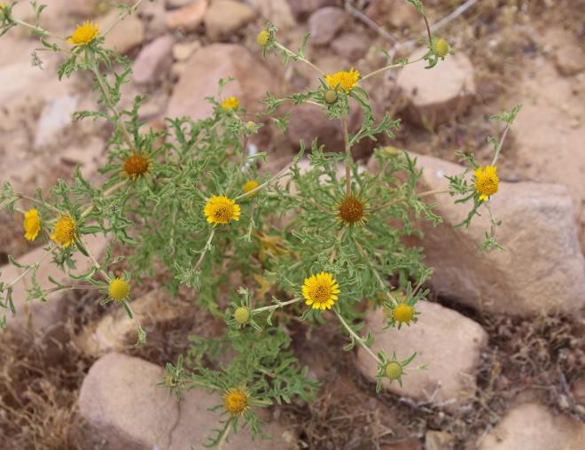 Whole plant