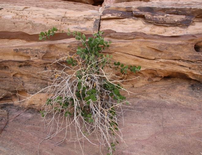 Whole plant