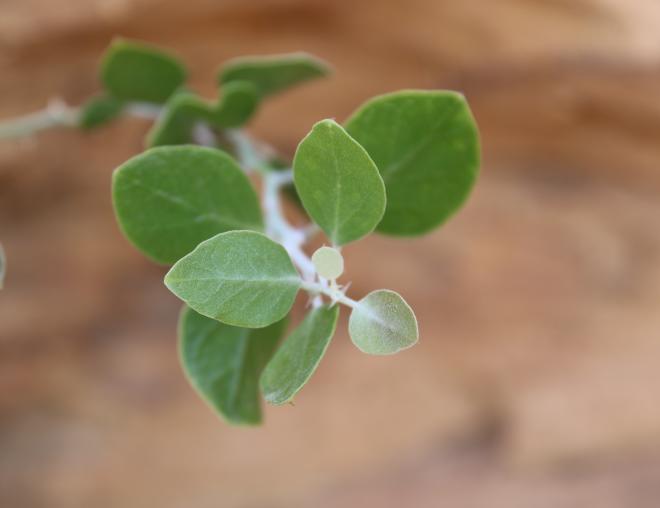 Capparis spinosa leaves