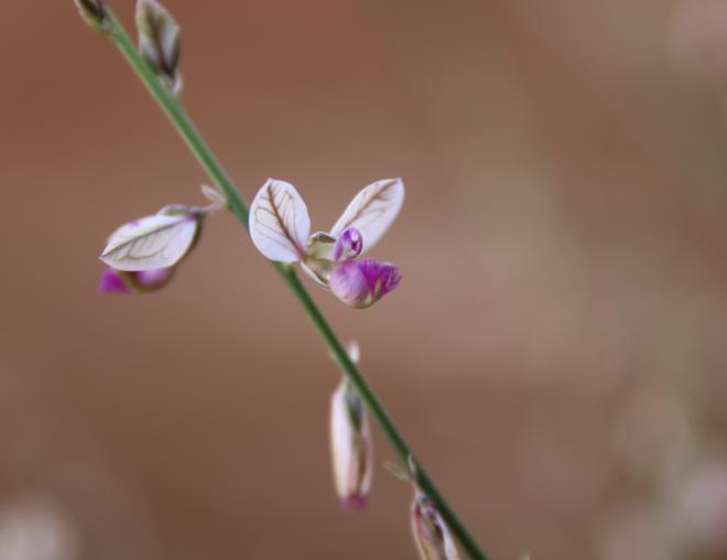 Polygala sinaica var. glabrescens flower