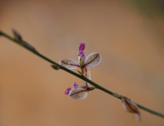 Polygala sinaica var. glabrescens flower