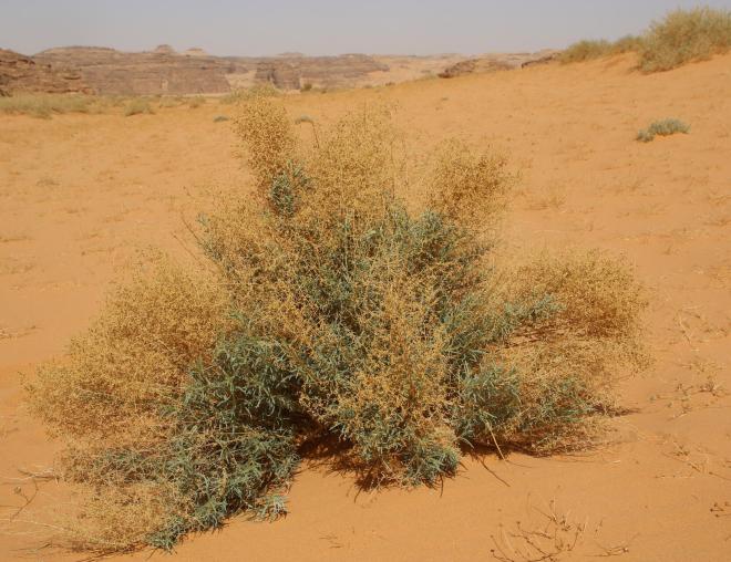 Artemisia monosperma