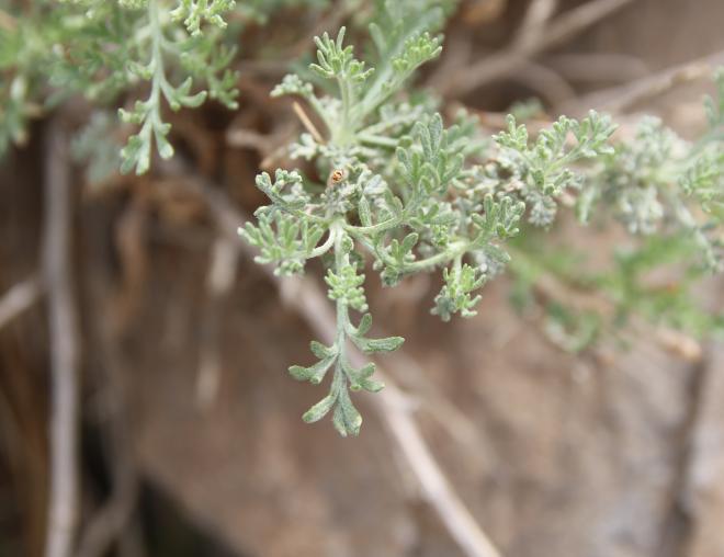 Artemisia sieberi leaves
