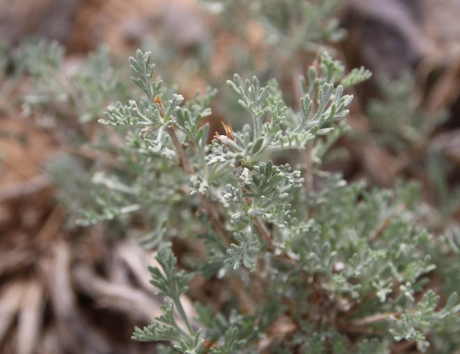 Artemisia sieberi leaves