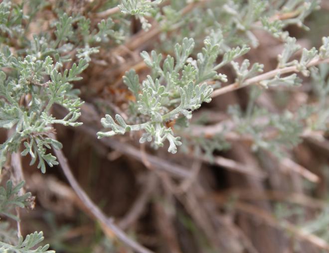Artemisia sieberi leaves