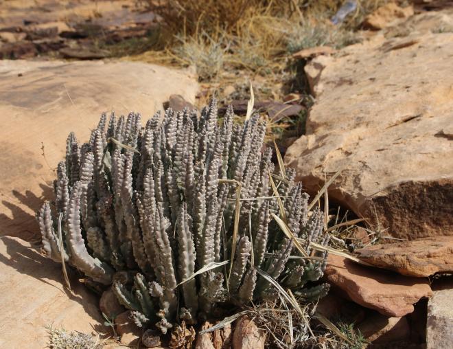 Whole plant
