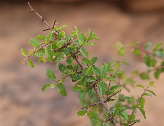 Sageretia thea leaves