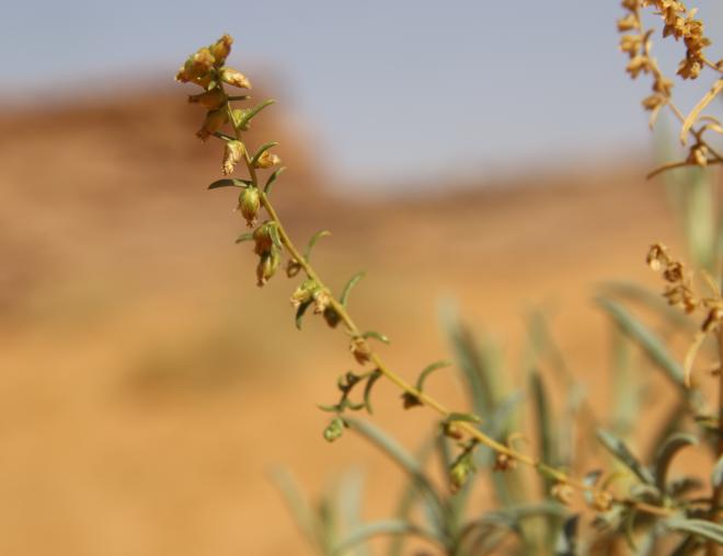 Artemisia monosperma fruits