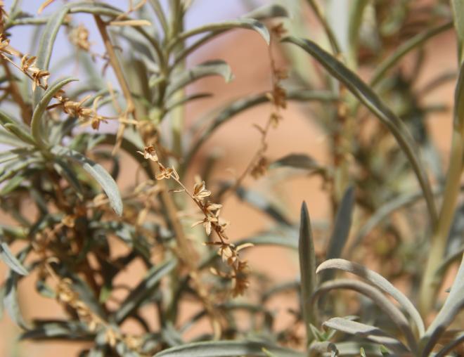 Artemisia monosperma fruits