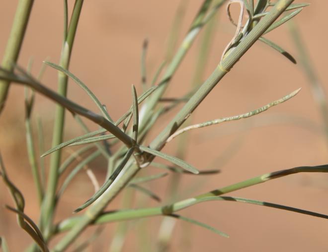Deverra triradiata leaves
