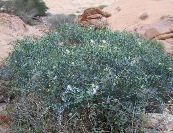 Whole plant