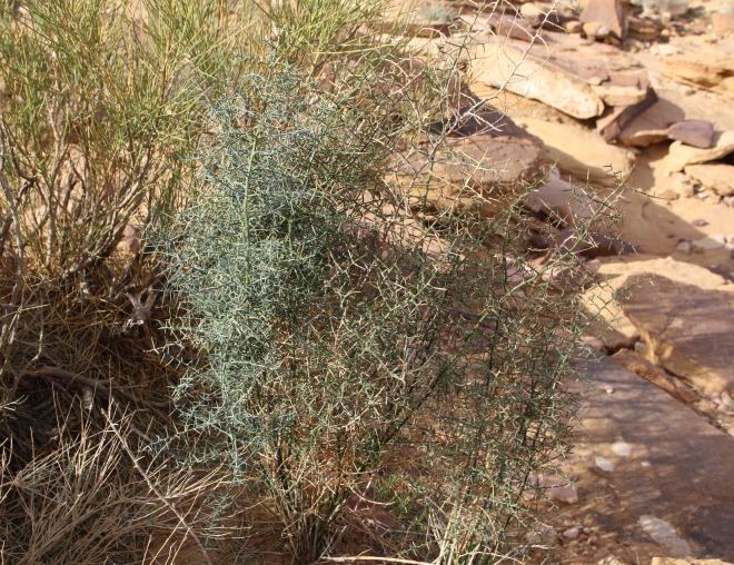 Whole plant