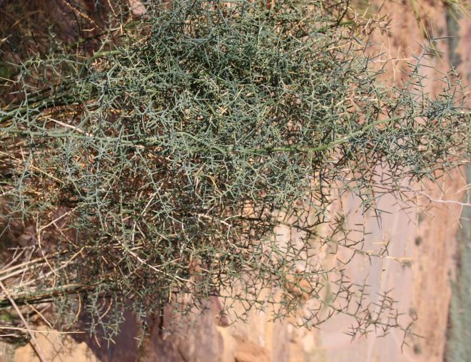 Whole plant