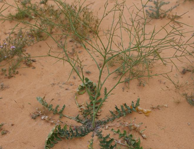 Whole plant