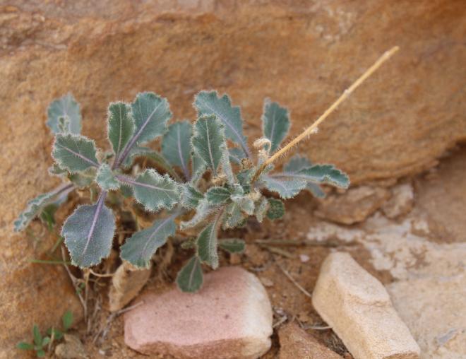 Whole plant