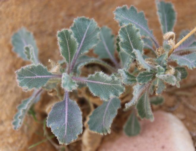Whole plant