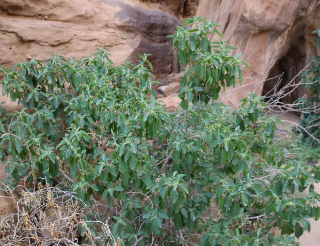 Whole plant
