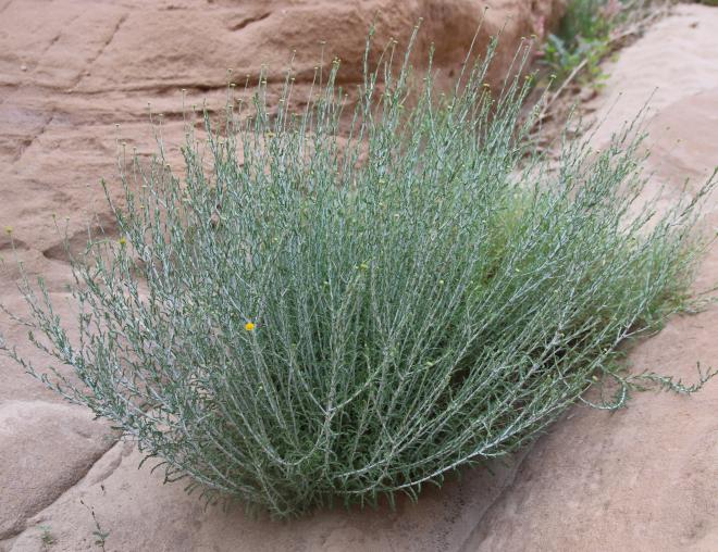 Whole plant