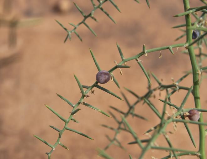 Asparagus horridus fruit