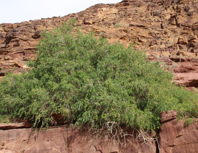 Whole plant